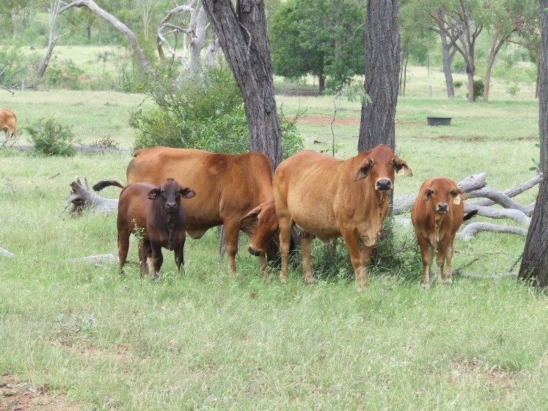 Westwood QLD 4702