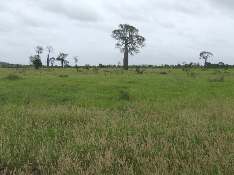 Westwood QLD 4702