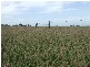Westwood QLD 4702