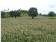 Westwood QLD 4702