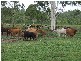 Westwood QLD 4702