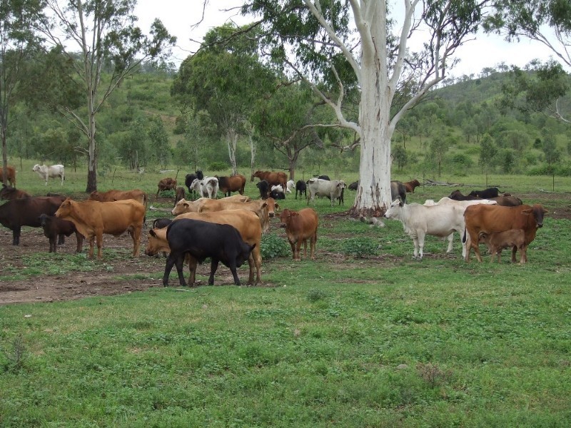 Westwood QLD 4702