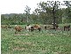 Westwood QLD 4702