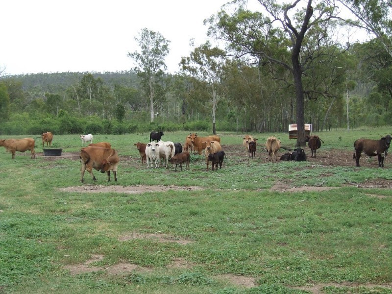 Westwood QLD 4702