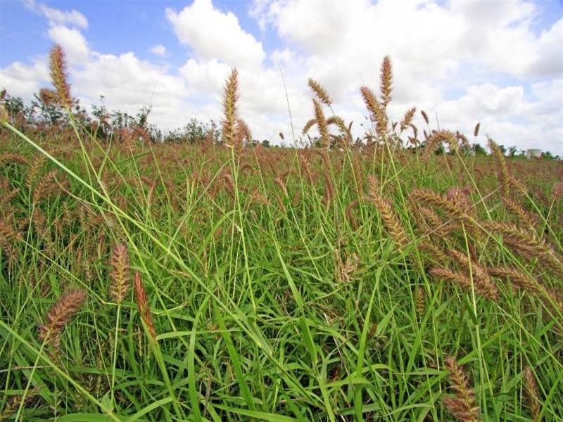 Kui Downs Gregory Highway, Emerald QLD 4720