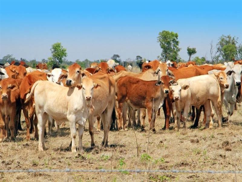 Kui Downs Gregory Highway, Emerald QLD 4720