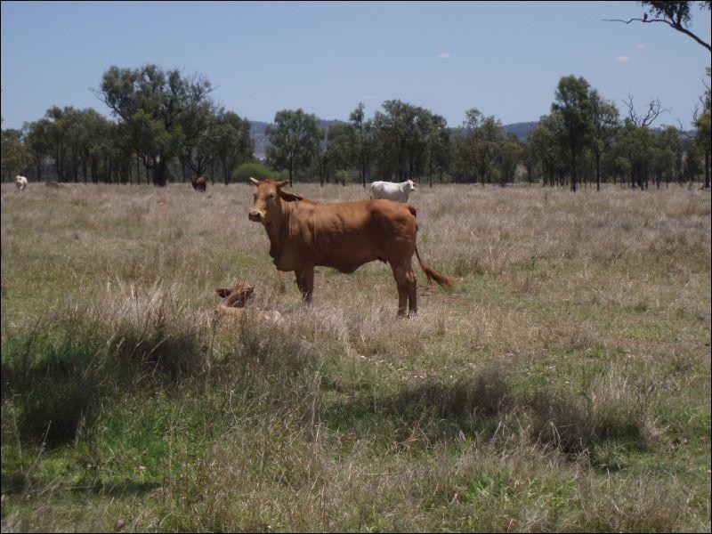 Lot 215 Bartlem Road, Westwood QLD 4702