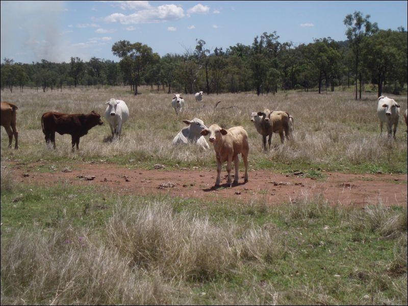 Lot 215 Bartlem Road, Westwood QLD 4702