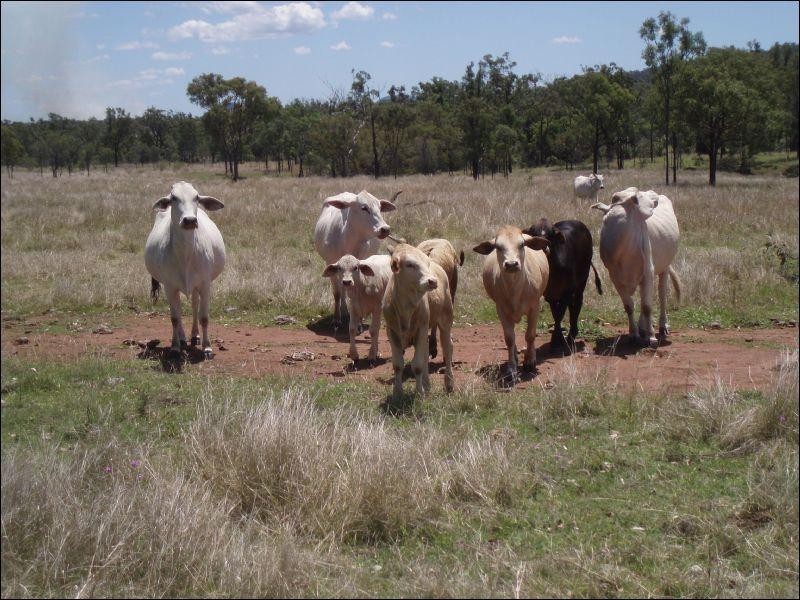 Lot 215 Bartlem Road, Westwood QLD 4702