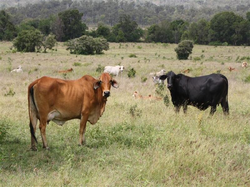 Glencoe and Weeroona, The Caves QLD 4702