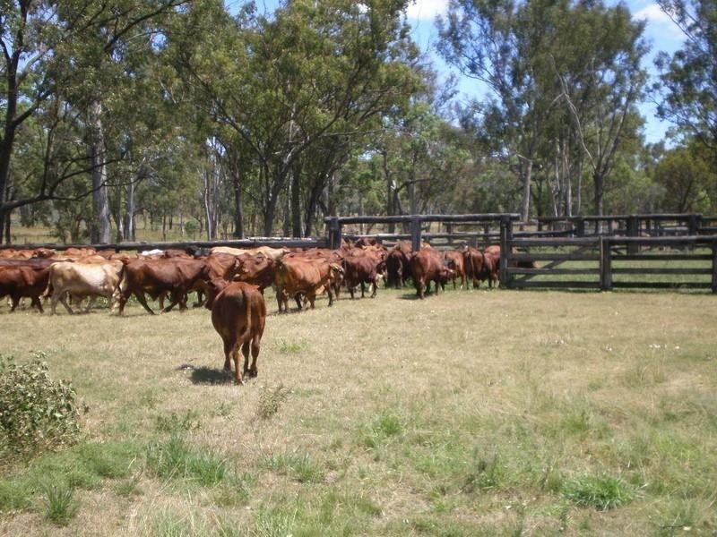 5936 Glencoe Road, Rawbelle QLD 4630