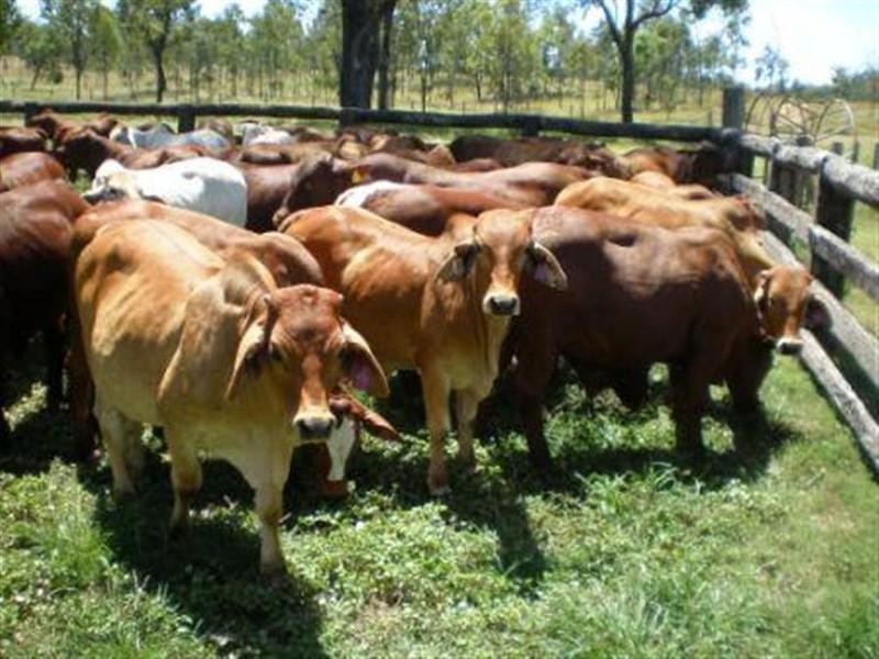 5936 Glencoe Road, Rawbelle QLD 4630