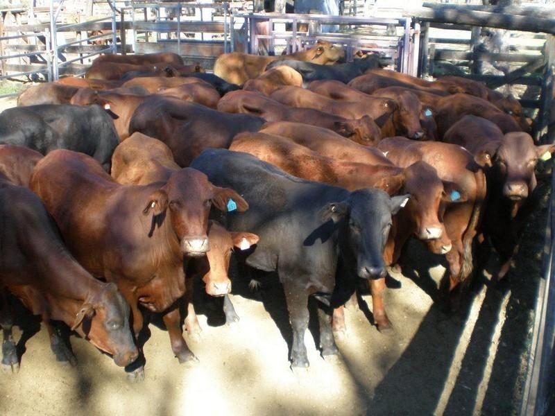 5936 Glencoe Road, Rawbelle QLD 4630