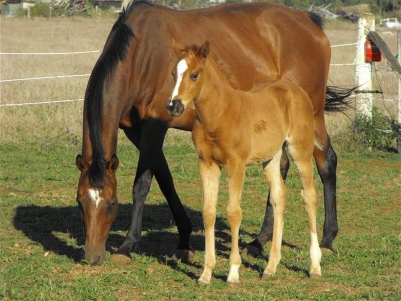 1149 Ridgelands Road, Alton Downs QLD 4702