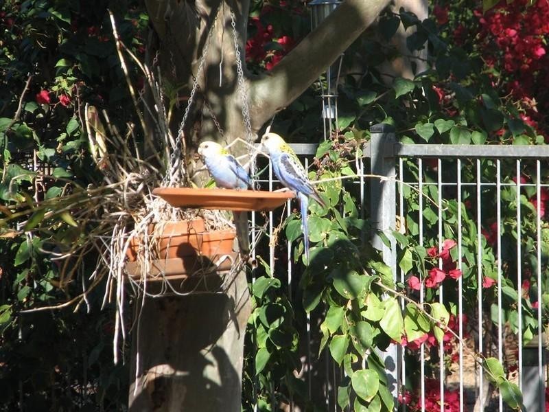 .121 Victoria Street, Gracemere QLD 4702