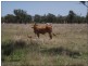 Lot 215 Bartlem Road, Westwood QLD 4702