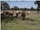 Lot 215 Bartlem Road, Westwood QLD 4702