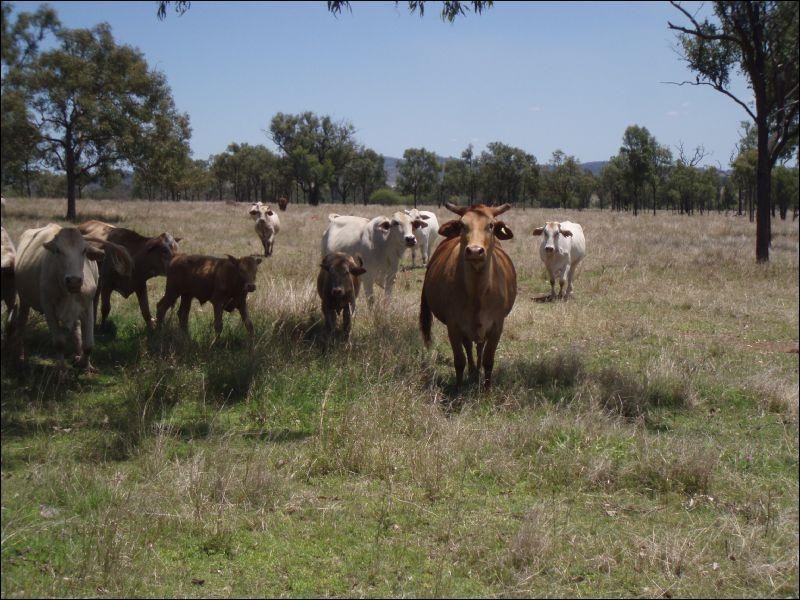 Lot 215 Bartlem Road, Westwood QLD 4702