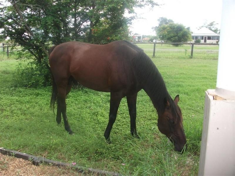 1149 Ridgelands Road, Alton Downs QLD 4702