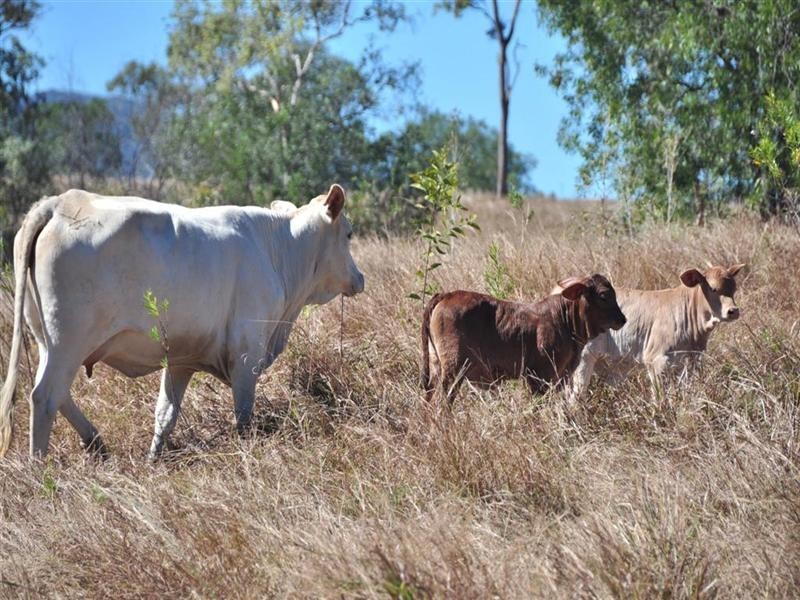 Lot 21 Turkey Beach Road, Rodds Bay QLD 4678