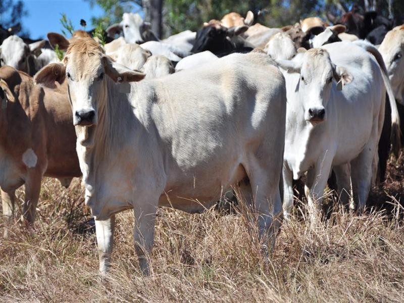 .Lot 21 Turkey Beach Road, Rodds Bay QLD 4678