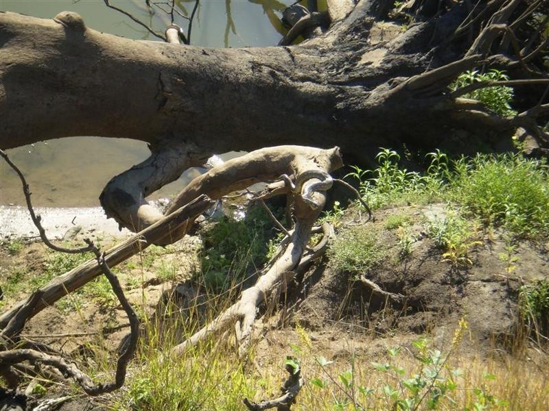 1688 South Yaamba Road, South Yaamba QLD 4702