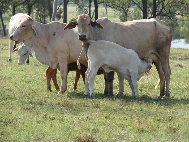 7-11 and 14-18 Clifton Street, Gracemere QLD 4702