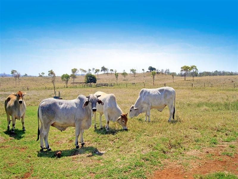 113 Kabralea Road, Gracemere QLD 4702