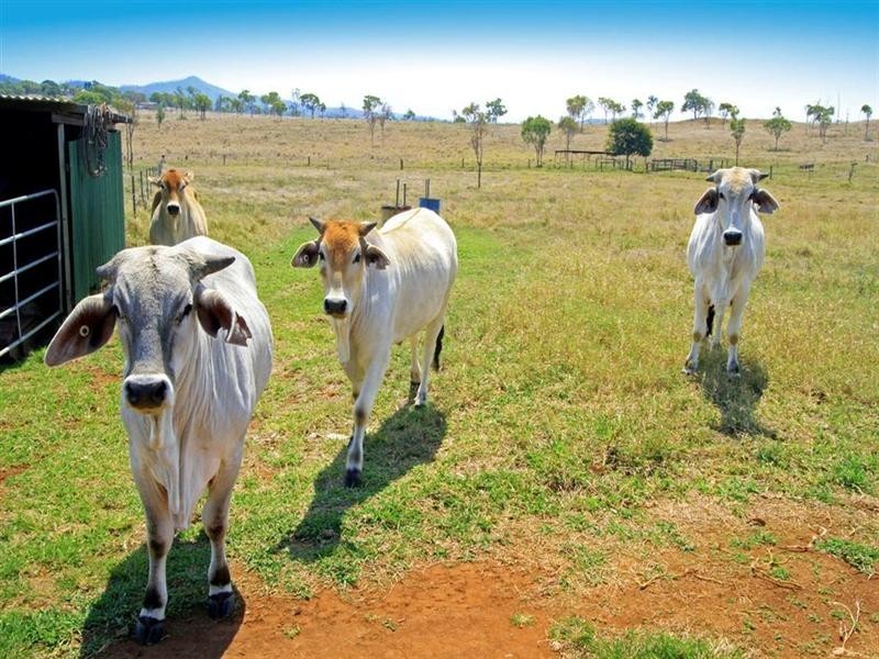 113 Kabralea Road, Gracemere QLD 4702