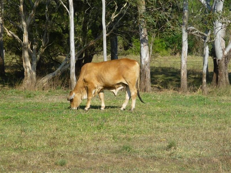 42 Christiansen Road via Raglan, Gladstone QLD 4680