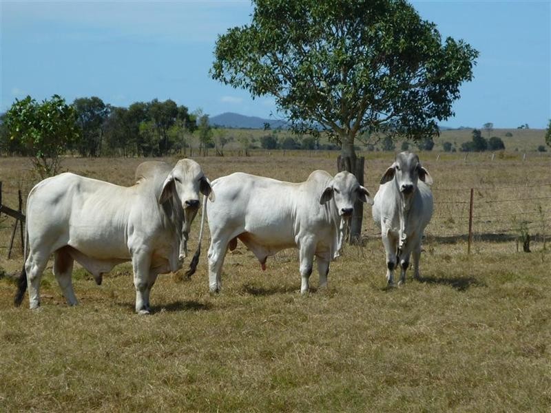 235 Milman North Road, Milman QLD 4702