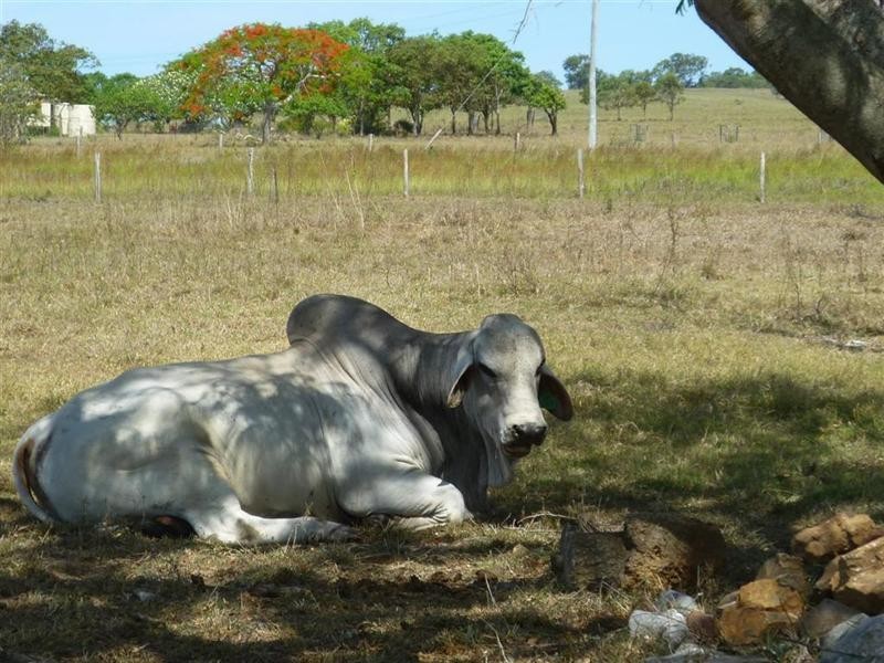 235 Milman North Road, Milman QLD 4702