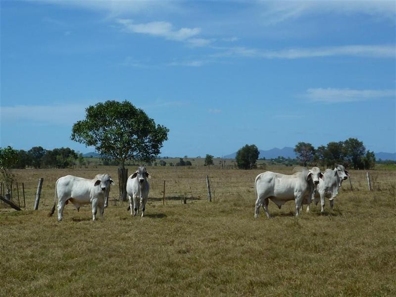 235 Milman North Road, Milman QLD 4702