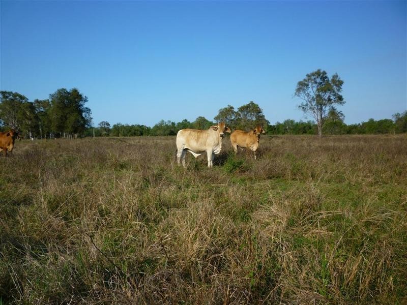 42 Christiansen Road, Rockhampton QLD 4700