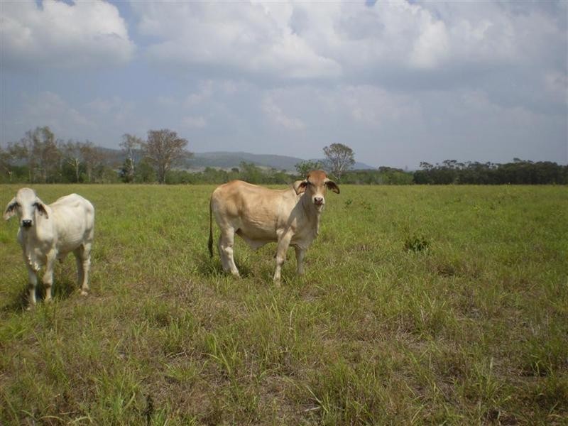 260 Shannon Road, Dalma QLD 4702