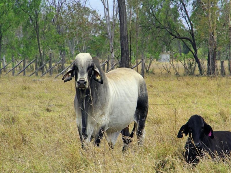 .233 Allen Road, Gracemere QLD 4702