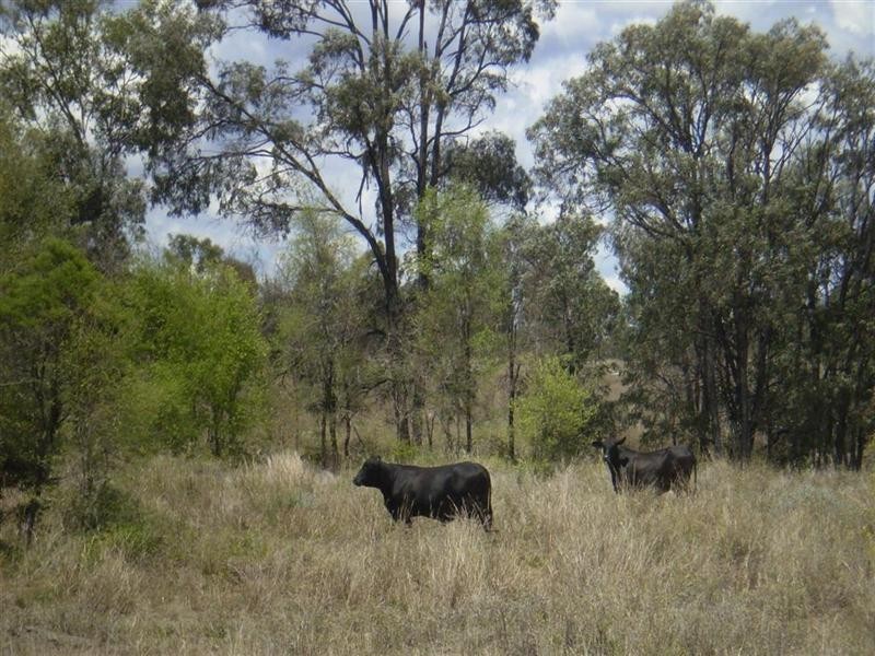 2354 Alsace Road, Dingo QLD 4702