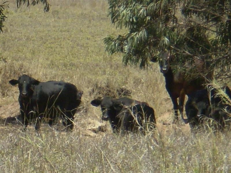 2354 Alsace Road, Dingo QLD 4702