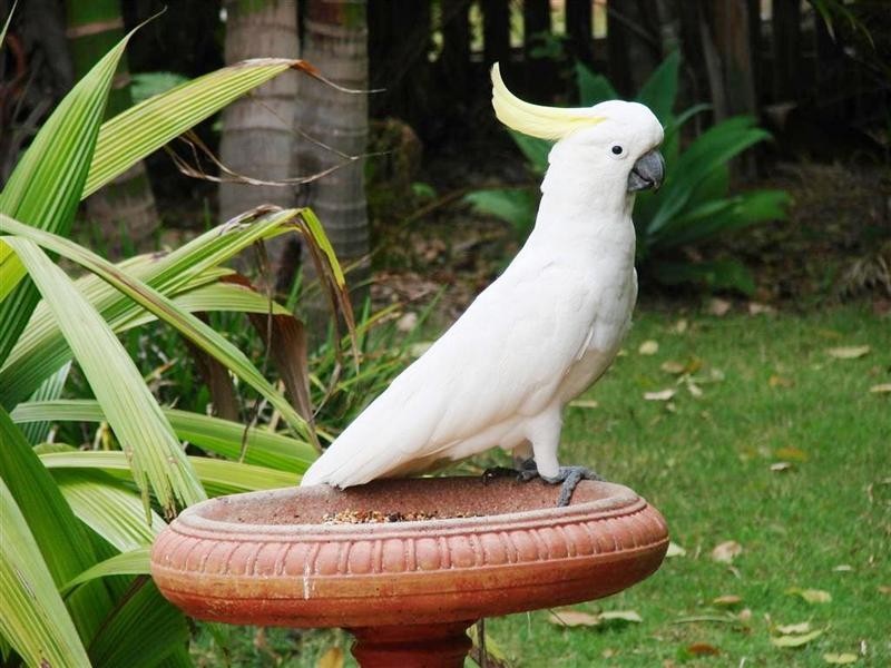 44 Fisher Street, Gracemere QLD 4702