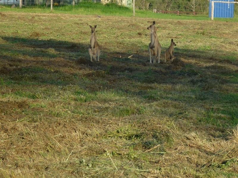 Lot 16 Huff Street, Gracemere QLD 4702