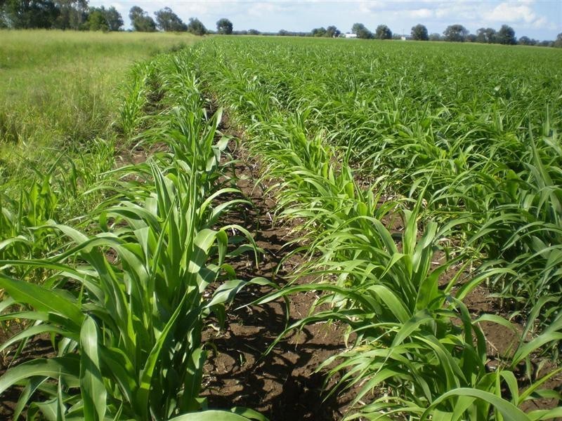 Lot 2 Birrahlee Road, South Yaamba QLD 4702