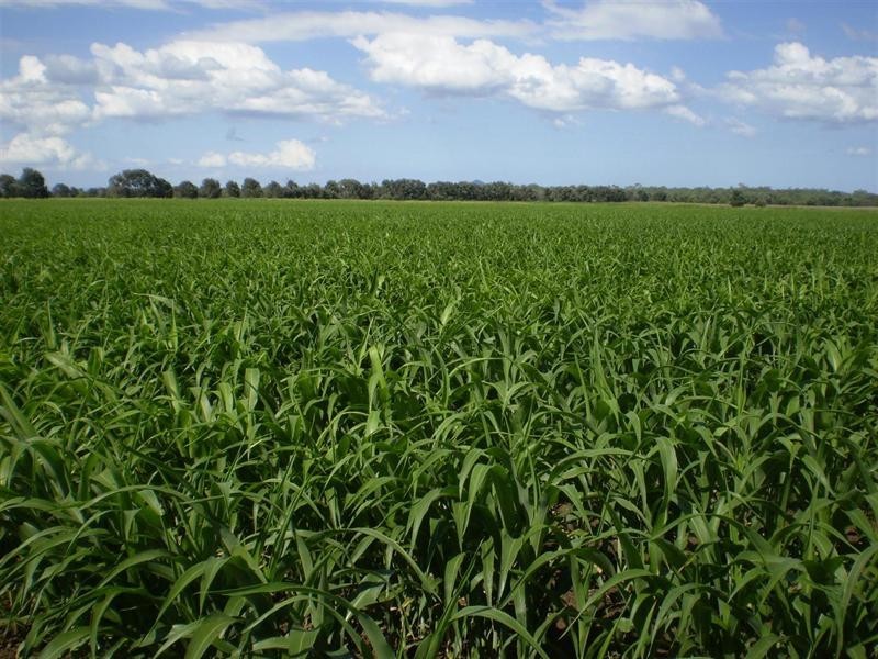 Lot 2 Birrahlee Road, South Yaamba QLD 4702