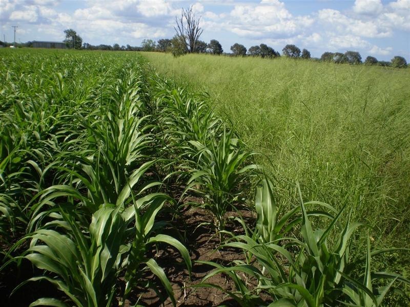 Lot 2 Birrahlee Road, South Yaamba QLD 4702