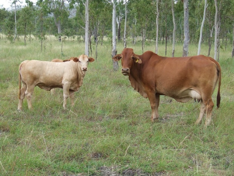 . Bruce HigHighway, Kunwarara QLD 4702