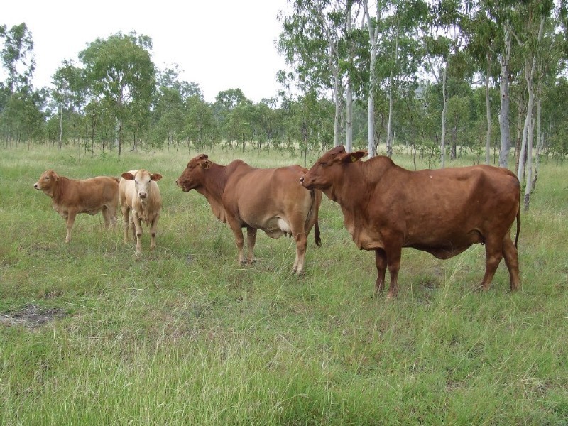 . Bruce HigHighway, Kunwarara QLD 4702