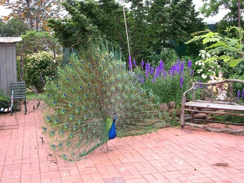 396 Evanslea Road, Pittsworth QLD 4356