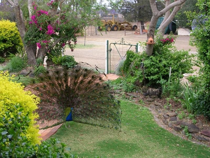 396 Evanslea Road, Pittsworth QLD 4356