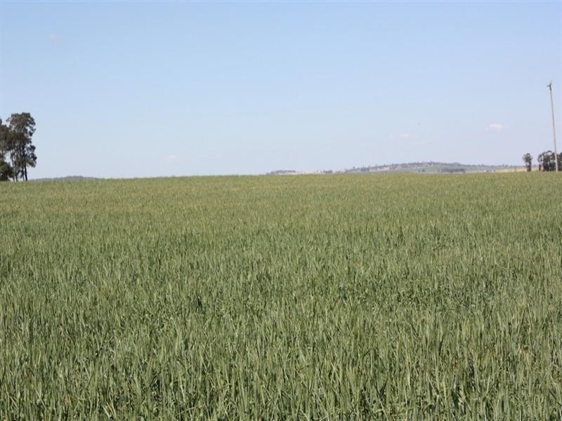 396 Evanslea Road, Pittsworth QLD 4356