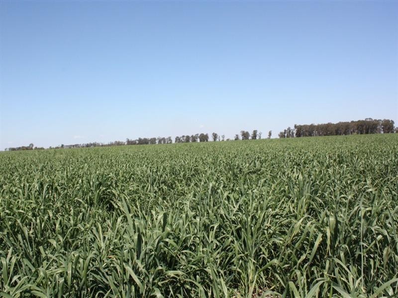 0 Evanslea Road, Pittsworth QLD 4356