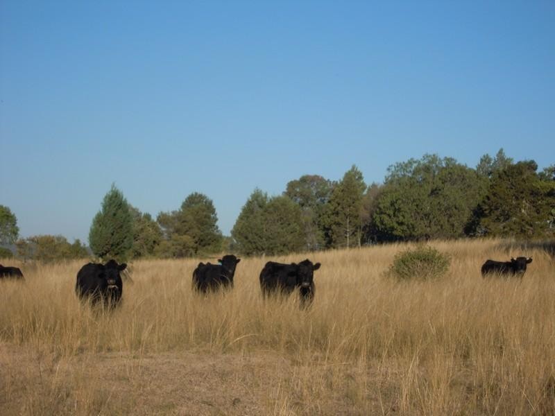 0 Stoneleigh Road, Linthorpe QLD 4356